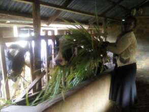 One of Kennedy's workers feeding the cows