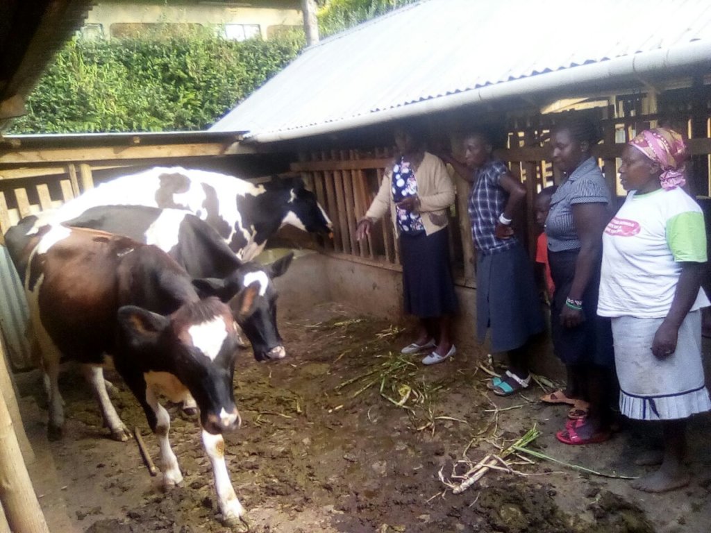 Worker at Kennedy's farm showing a model cow shed