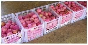 APPLES For The Apple Giving