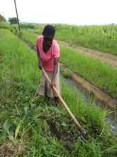 Thobile working in the fields - Vuvulane Swaziland