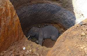 Elephant in a well
