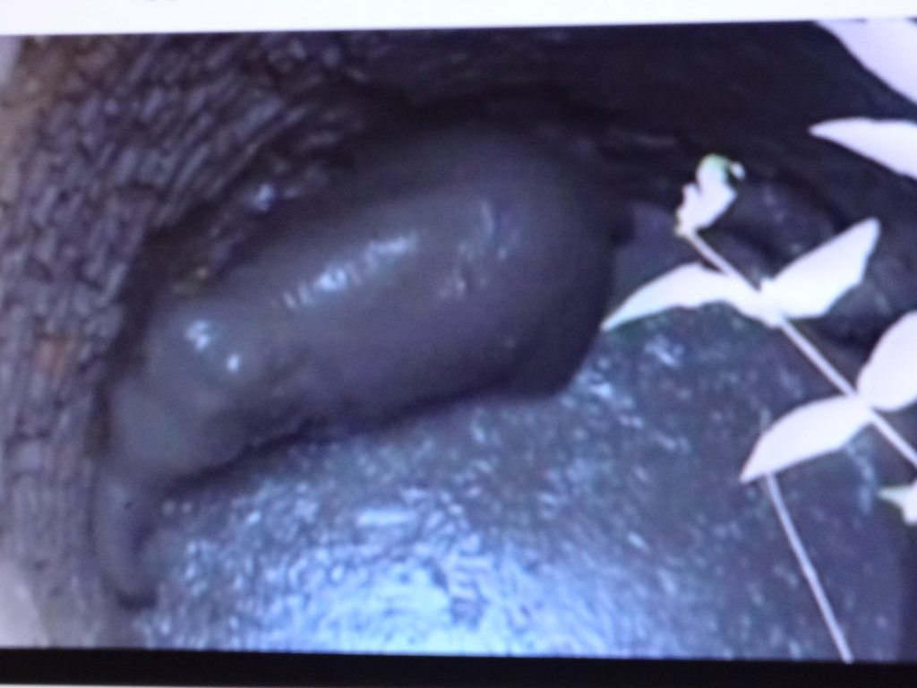 Save Elephant Calves from Drowning in Unused Wells