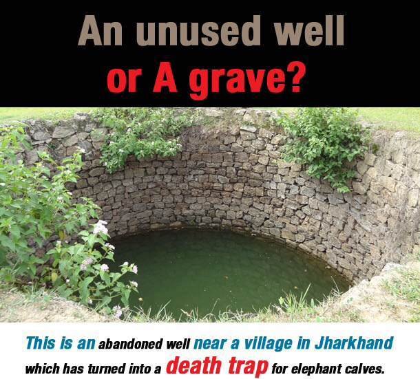 Save Elephant Calves from Drowning in Unused Wells