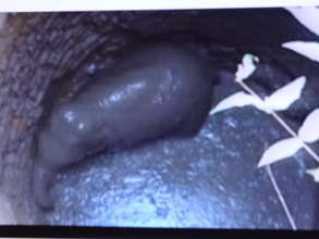 Elephant calf trapped in the well