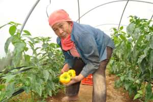 Bell-Pepper being harvested