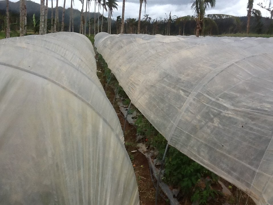 Philippine Agricultural Economic Restoration