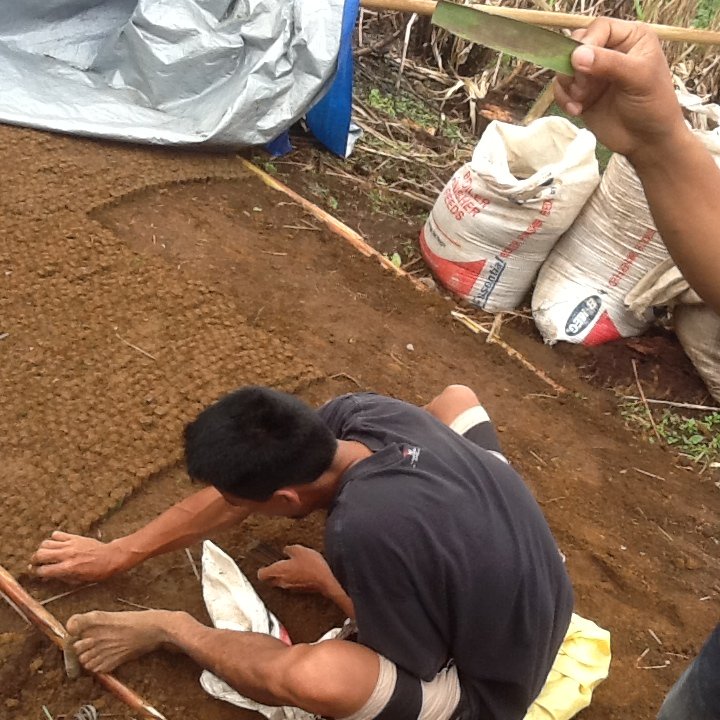 Philippine Agricultural Economic Restoration