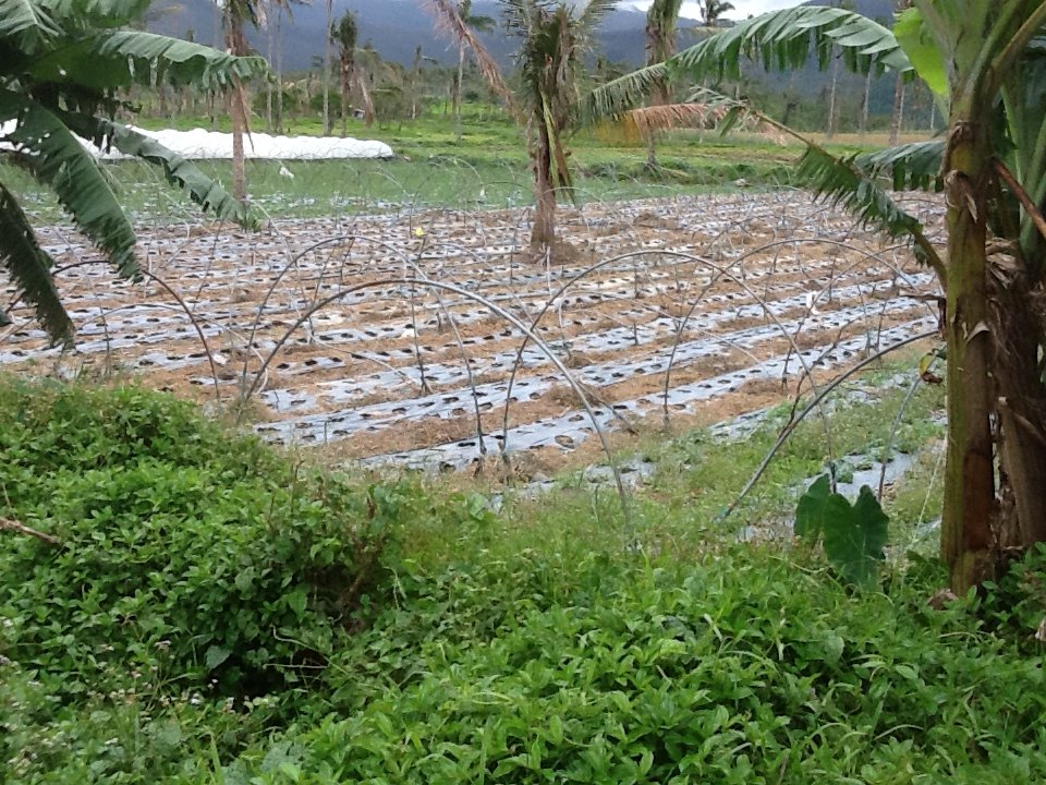 Philippine Agricultural Economic Restoration