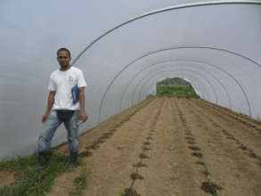 Protective tunnel structures that protect crops