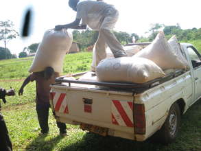 Male youths loading a sack of beans