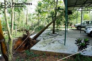 Trees often fall onto buildings during storms
