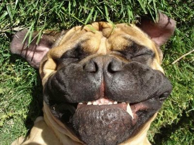 HELP AFAR - HELP MORE - ANIMALS SMILE!