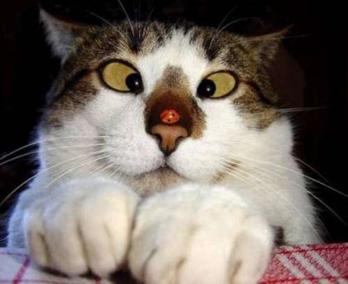 HELP AFAR - HELP MORE - ANIMALS SMILE!