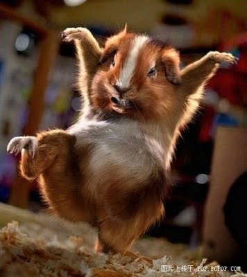 HELP AFAR - HELP MORE - ANIMALS SMILE!
