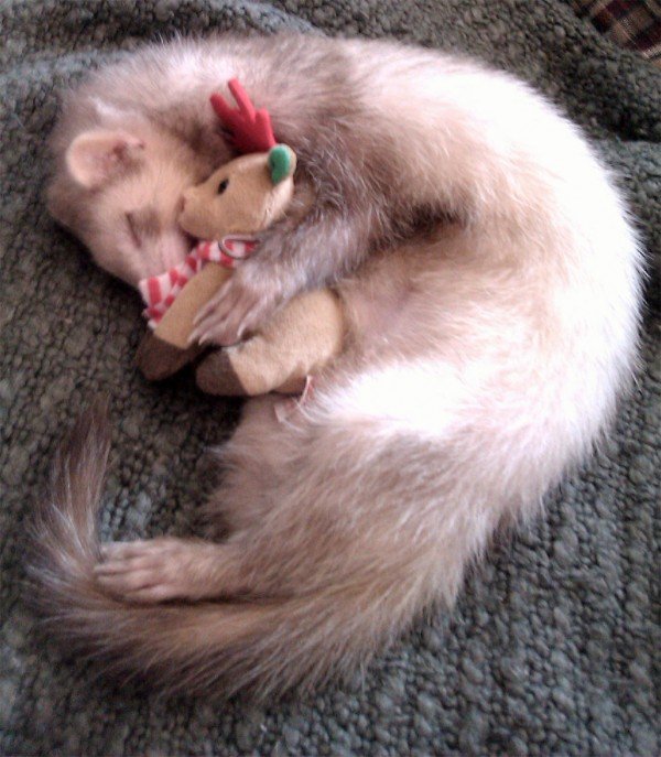 HELP AFAR - HELP MORE - ANIMALS SMILE!