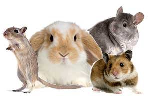 HELP AFAR - HELP MORE - ANIMALS SMILE!
