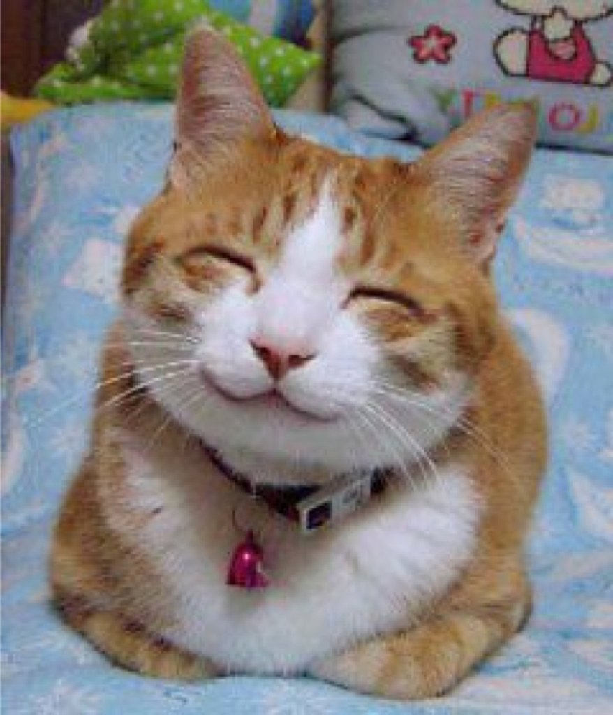 HELP AFAR - HELP MORE - ANIMALS SMILE!