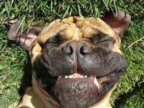 Help AFAR - Help More - Animals Smile!