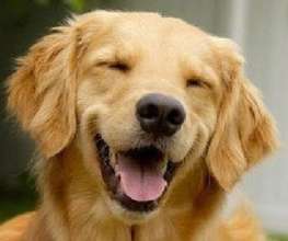 Help AFAR - Help More - Animals Smile!