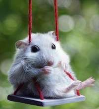 Help AFAR - Help More - Animals Smile!
