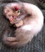 Help AFAR - Help More - Animals Smile!
