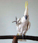 Help AFAR - Help More - Animals Smile!