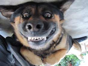 Help AFAR - Help More - Animals Smile!