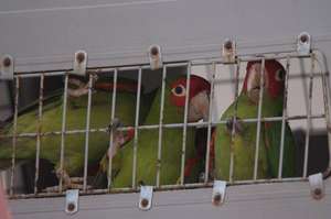 Red-masked conures ready for release