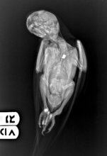 X-ray of pellet victim