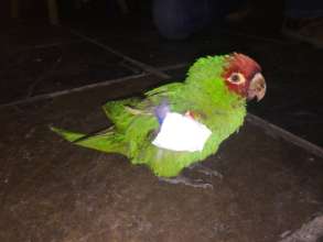 Conure shot by pellet that didn't survive