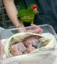 Picking up the babies by Tommy and his human Cliff