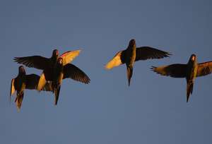 Our released conures flying with an existing flock