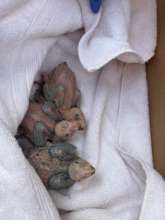 some 2021 nestling Amazons