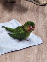 recent conure rescue (doing better now!)