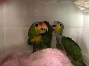 our first Red-lored Amazon youngsters!