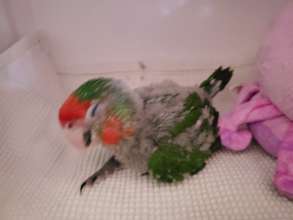 Emmett in the brooder