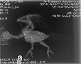 X-ray showing BB.