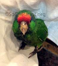 Parrot with BB injury.