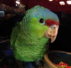 Parrot with broken beak.