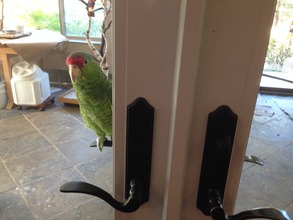 Curious Amazon in the bird room