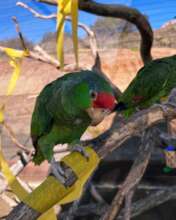 Red-Crowned Amazon with crepe streamer enrichment!