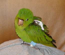 Nene as a baby after surgery