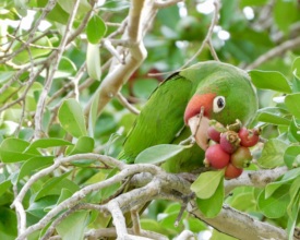 Wild conure snacking on Strawberry Guava!