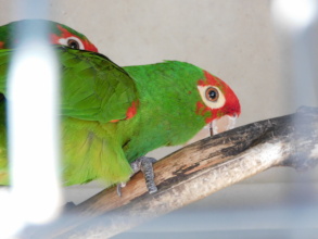 Conures awaiting release!