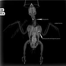 IB parrot x-ray
