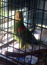 IB parrot in cage