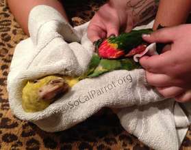 IB parrot initial exam