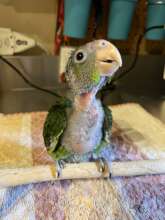 Baby Bird perching for the first time!
