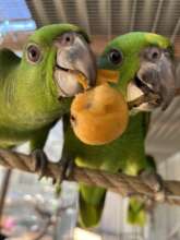 Confiscated parrots sharing a loquat!