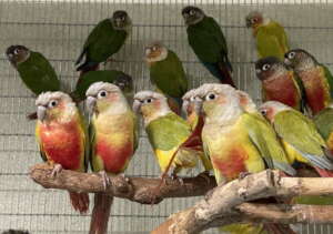 Conures from the confiscation